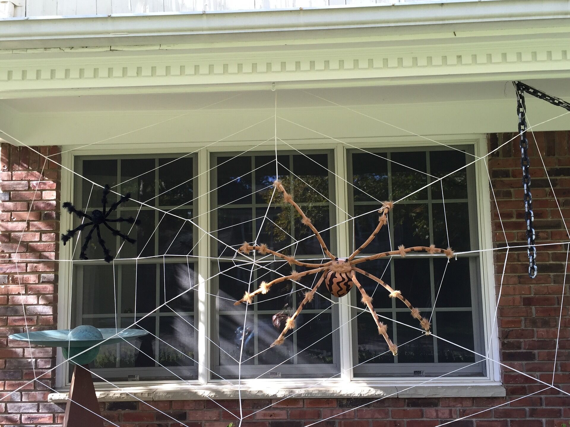 У будинку немає життя від павуків? Ці 5 натуральних засобів швидко позбавлять вас від їхньої присутності