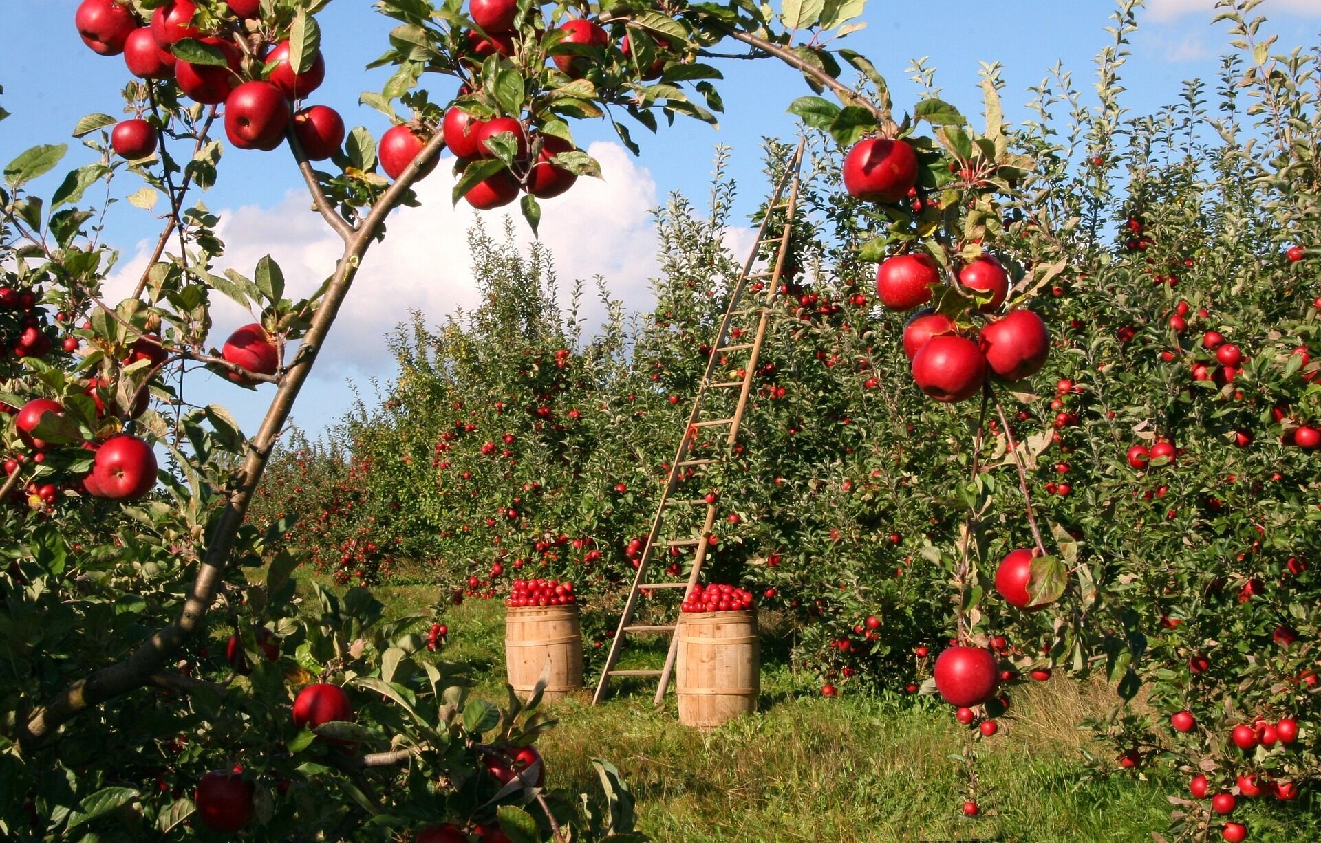 4 необычных сорта яблок, которые вас сильно удивят