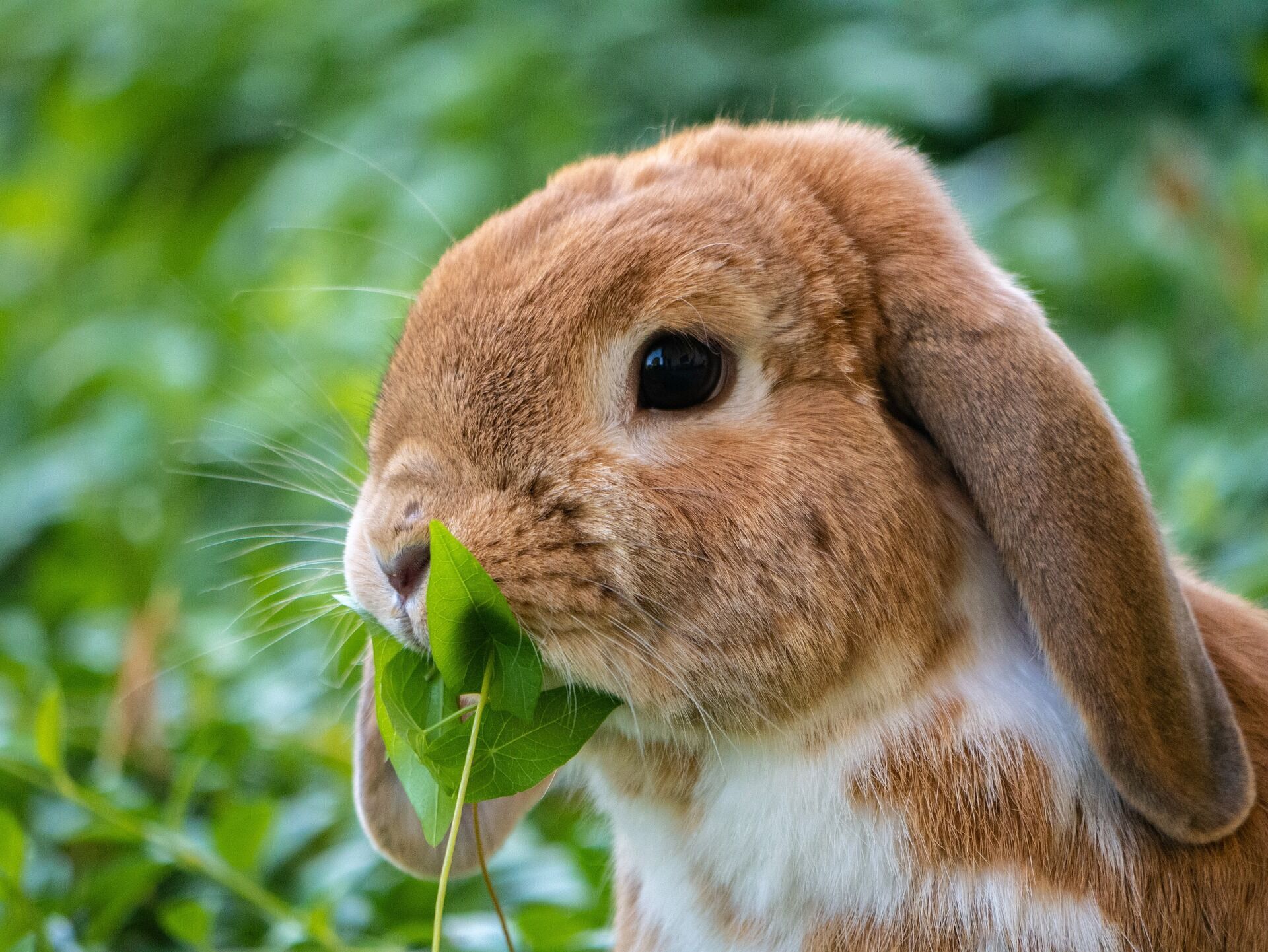 5 фактических советов, как правильно ухаживать за домашними кроликами 