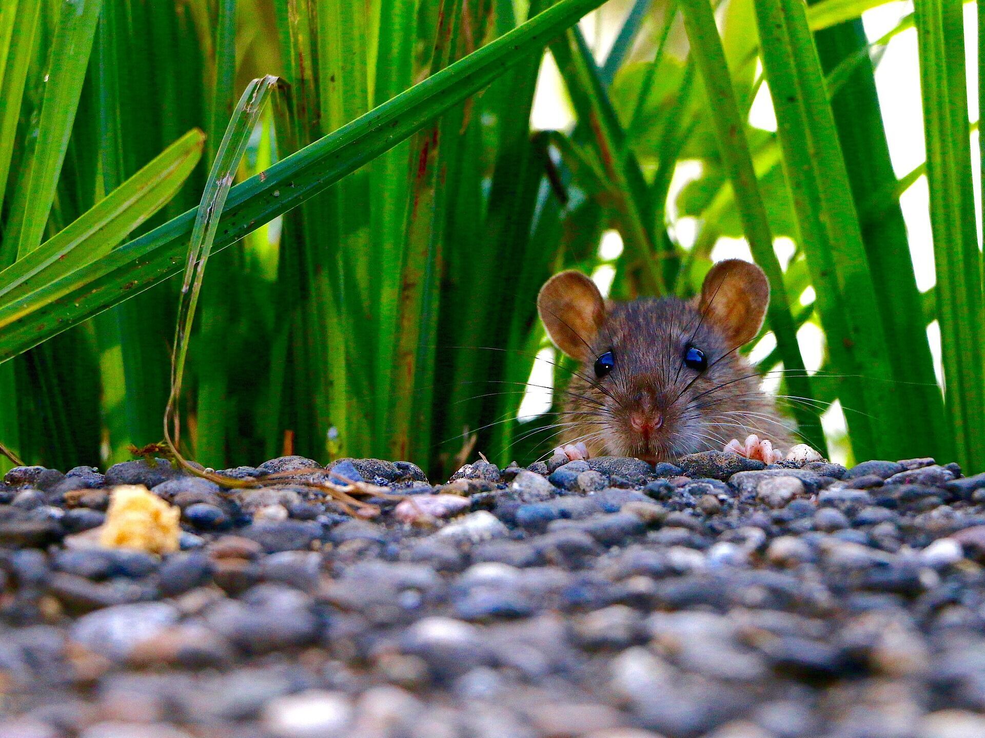 5 натуральных средств, надежно избавляющих от крыс и мышей в доме