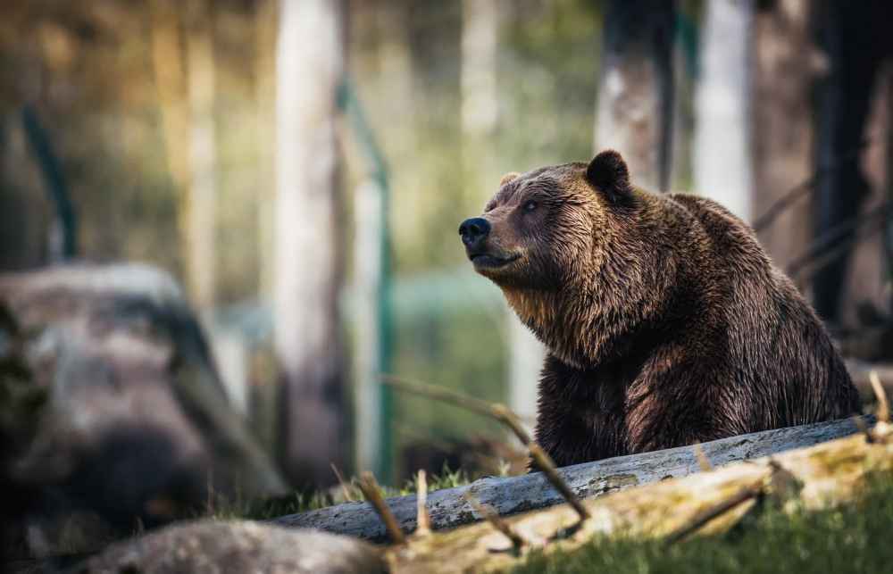 В какой европейской стране можно увидеть больше всего медведей и почему ее выбирают вместо России