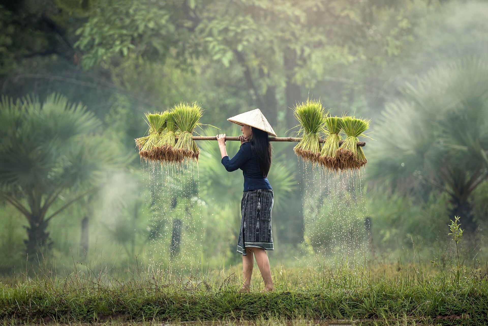 Все, что вы хотели знать о рисе: 5 самых известных сортов этой зерновой культуры