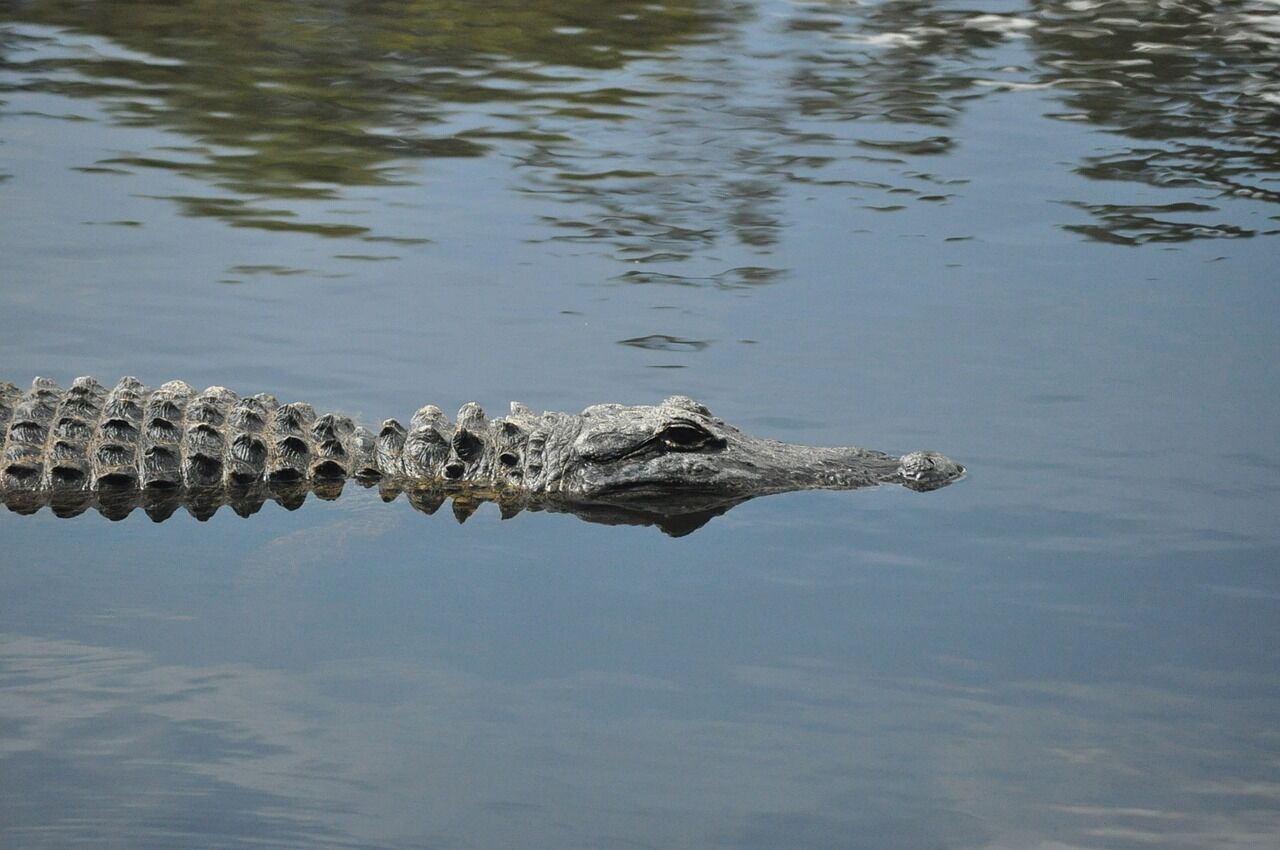 Озеро між Окала/Гейнсвілл - №2 у Флориді за кількістю алігаторів: а хто займає перше? 