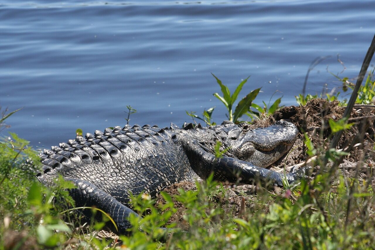 Озеро між Окала/Гейнсвілл - №2 у Флориді за кількістю алігаторів: а хто займає перше? 