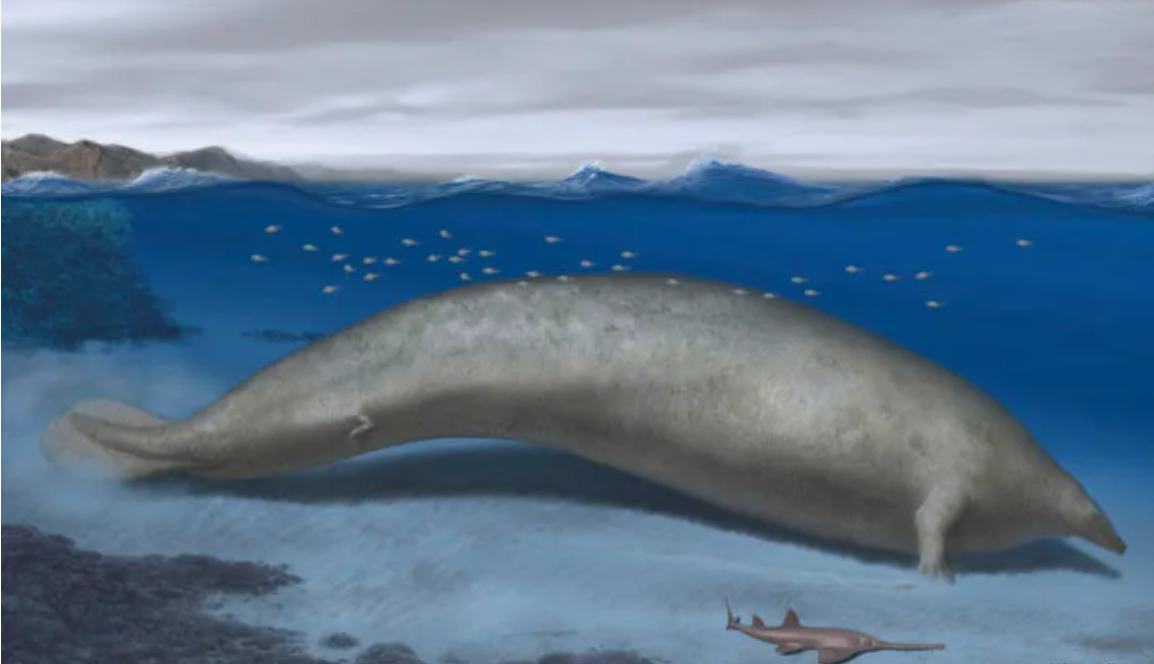 Ученые утверждают:  с огромным скелетом доисторического ''кита'', обнаруженным в Перу, что-то не так