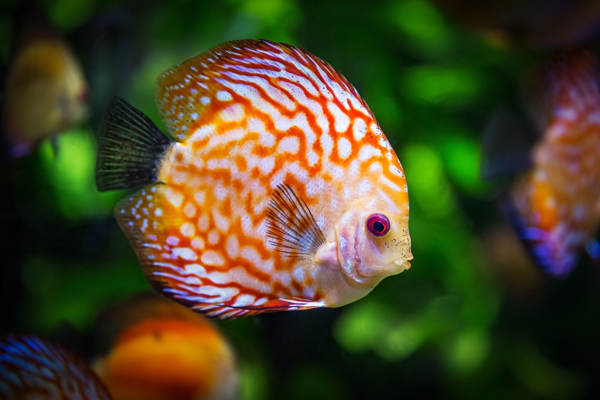 Хотите завести аквариум: 5 советов по уходу за рыбками для начинающих 