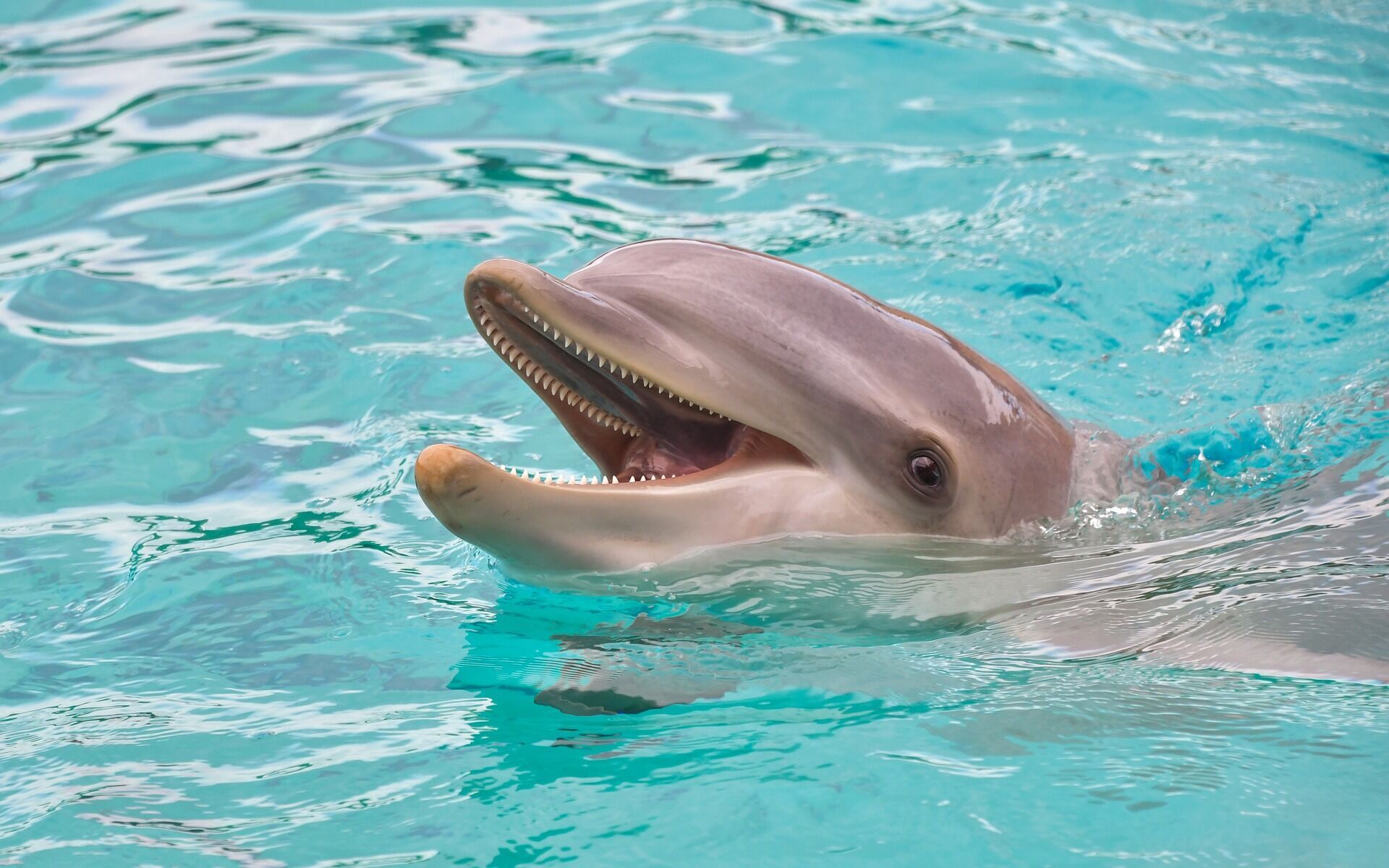 Все что нужно знать о дельфинах: 5 занимательных фактов об этих удивительных существах
