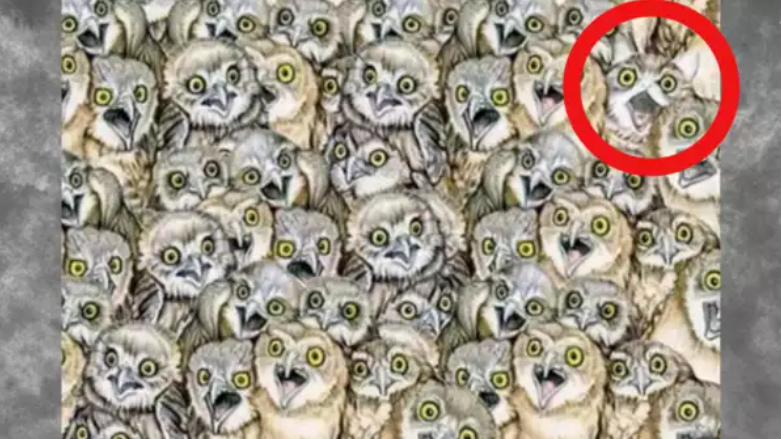 Оптична ілюзія: чи зможете ви помітити дивну істоту в зграї сов менш ніж за 6 секунд