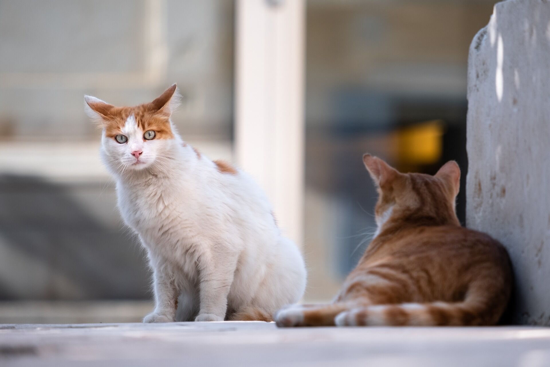 Як познайомити ''нову'' кішку зі ''старою'': 5 порад з адаптації тварини