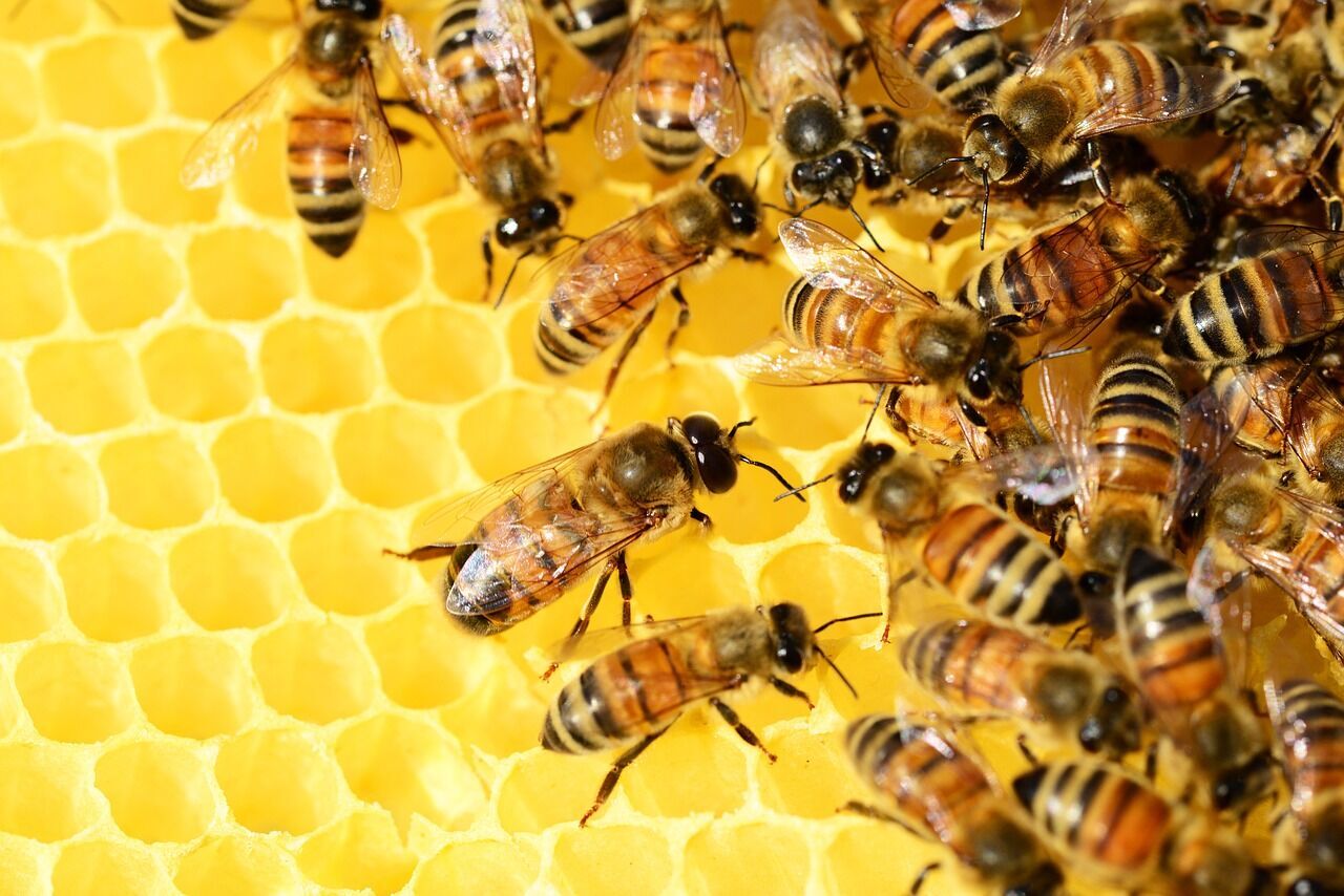 Почему пчелы так важны для экосистемы и что будет с людьми, если они вымрут 