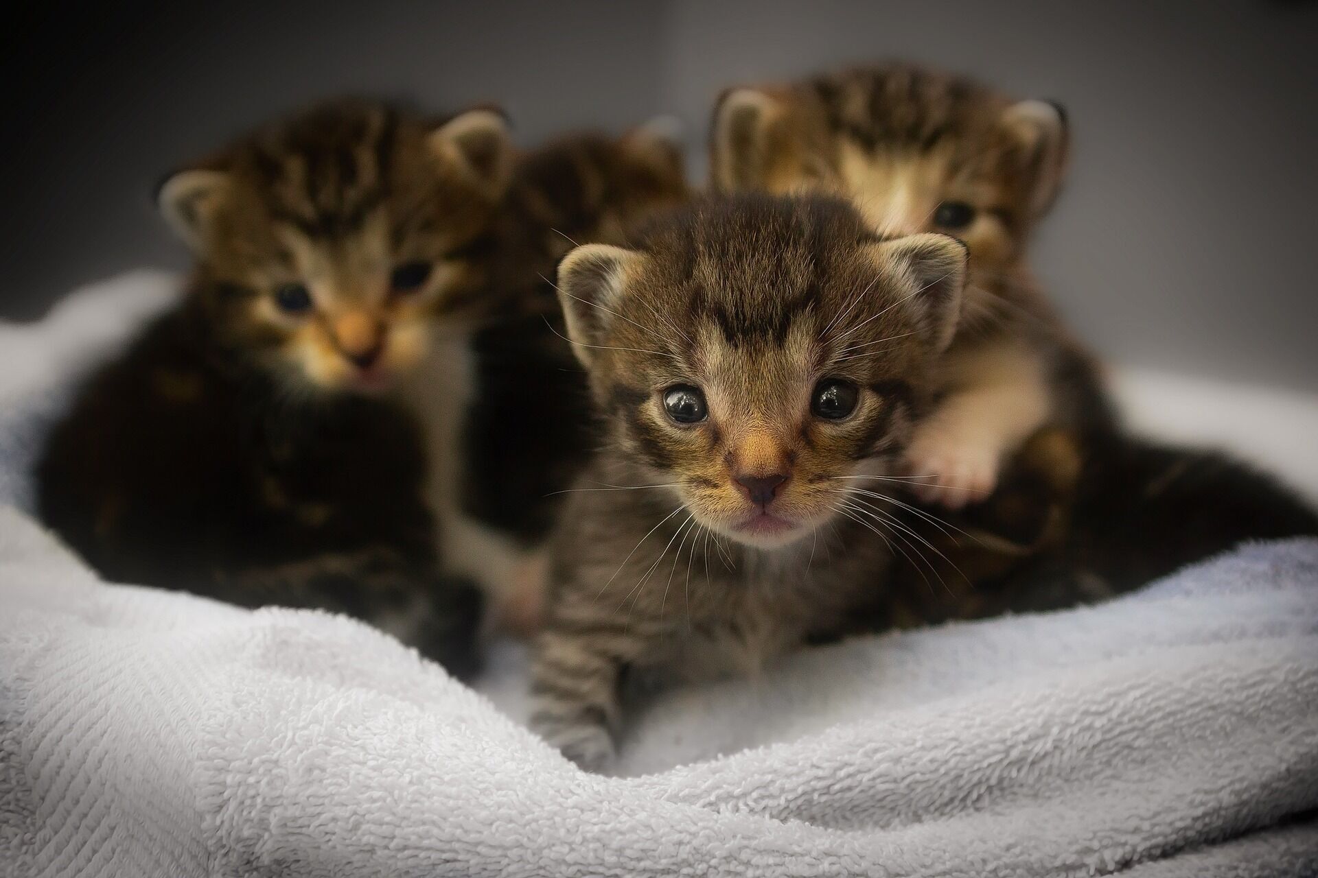 5 советов ветеринара, как ухаживать за новорожденными котятами в домашних условиях