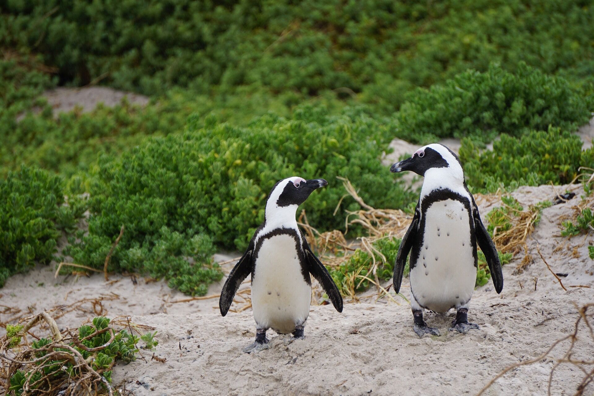 Все, что нужно знать о пингвинах: 5 интересных фактов об этих нелетающих птицах
