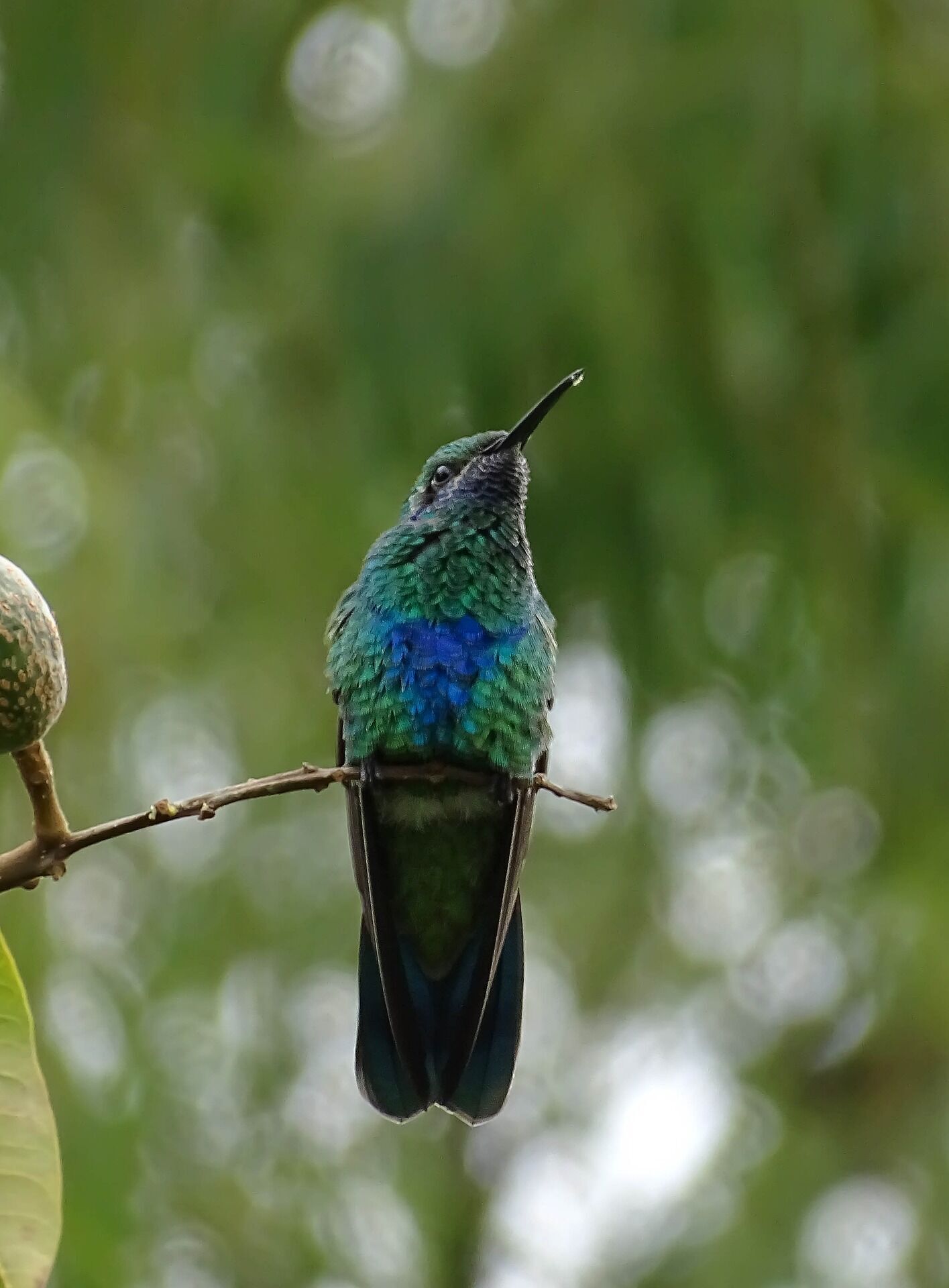 Колибри: крошечные существа, способные делать удивительные вещи