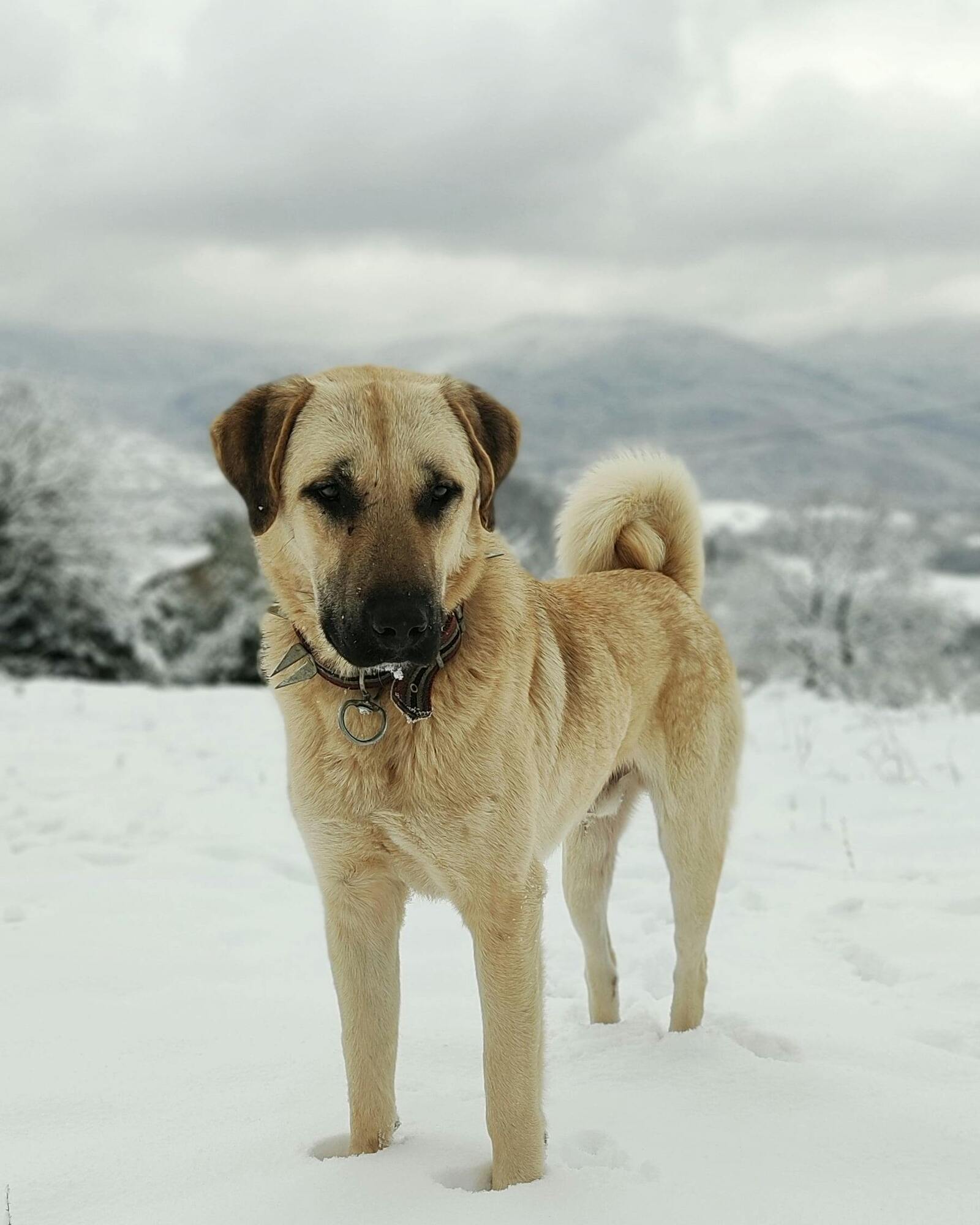 Идеальные охранники: топ 3 породы сильных собак, которые могут стать любящим и преданным членом семьи