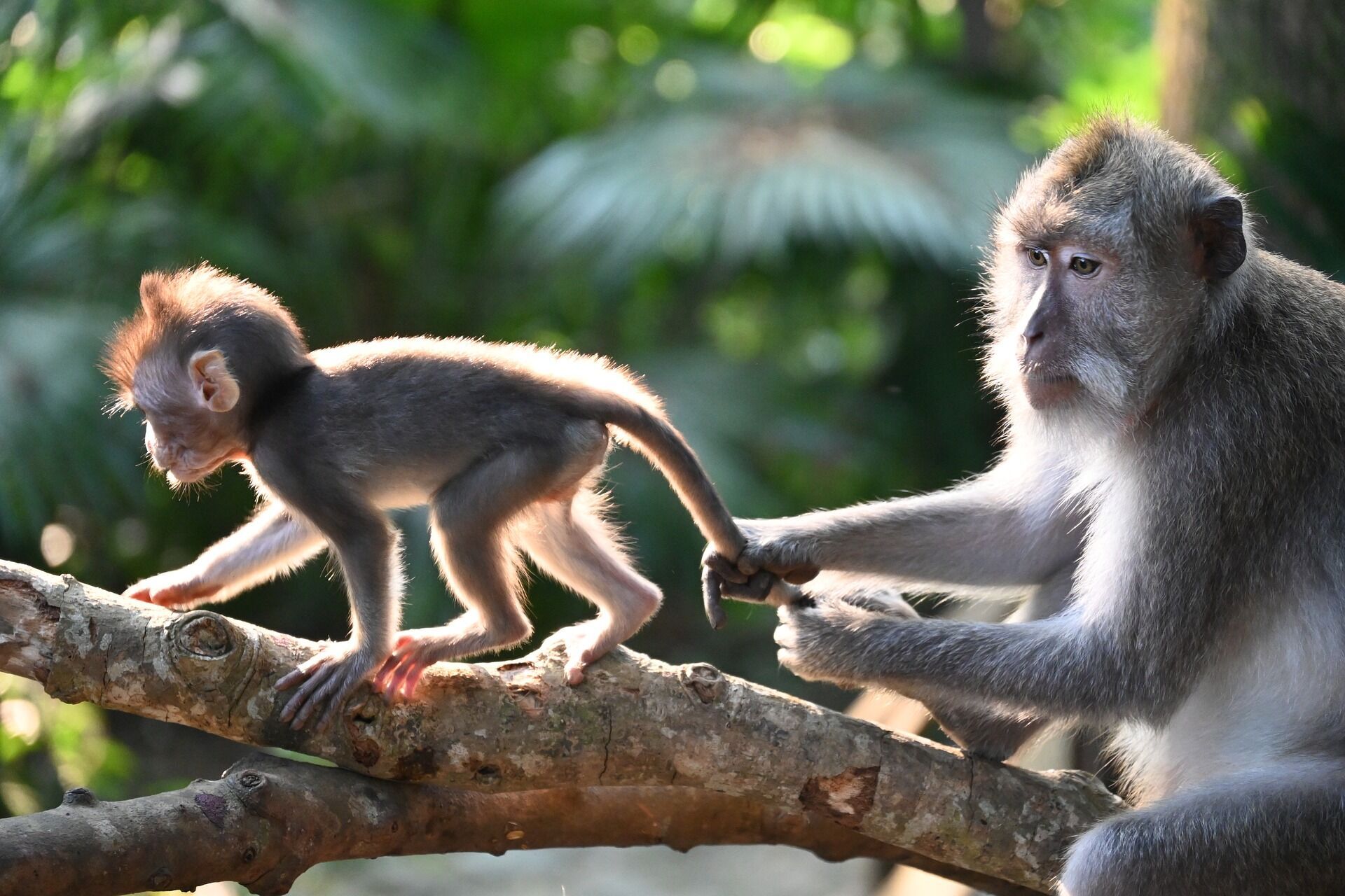 5 цікавих фактів про мавп, людиноподібних приматів, і нашу спорідненість із ними