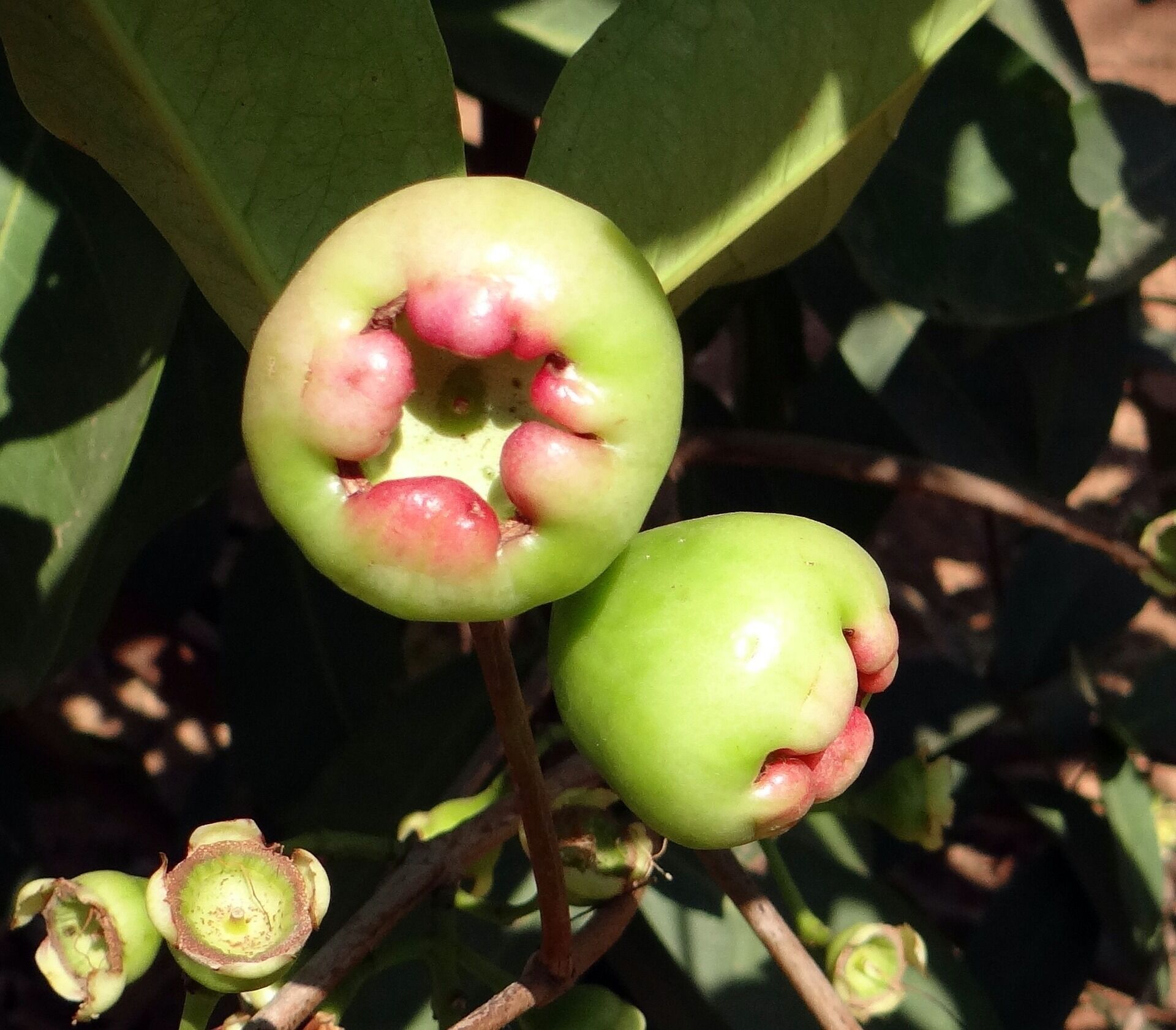 Удивительное дерево джамбоза или 5 уникальных свойств розового яблока