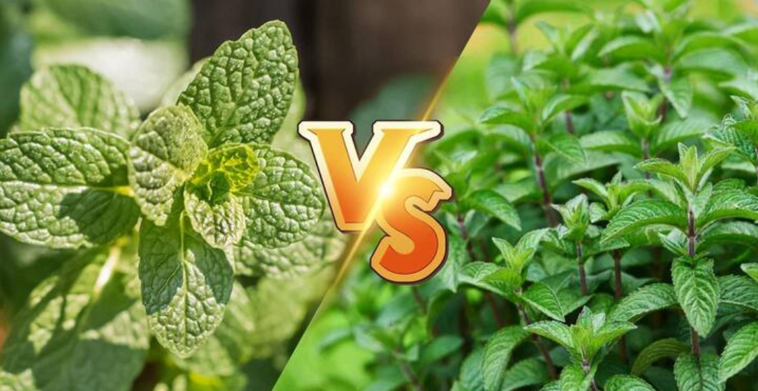 Какую выбрать мяту, обычную или перечную: 4 основных отличия этих замечательных растений