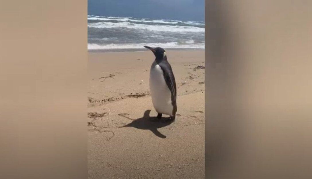 Королевский пингвин проплыл тысячи километров, чтобы оказаться на пляже Южной Австралии.