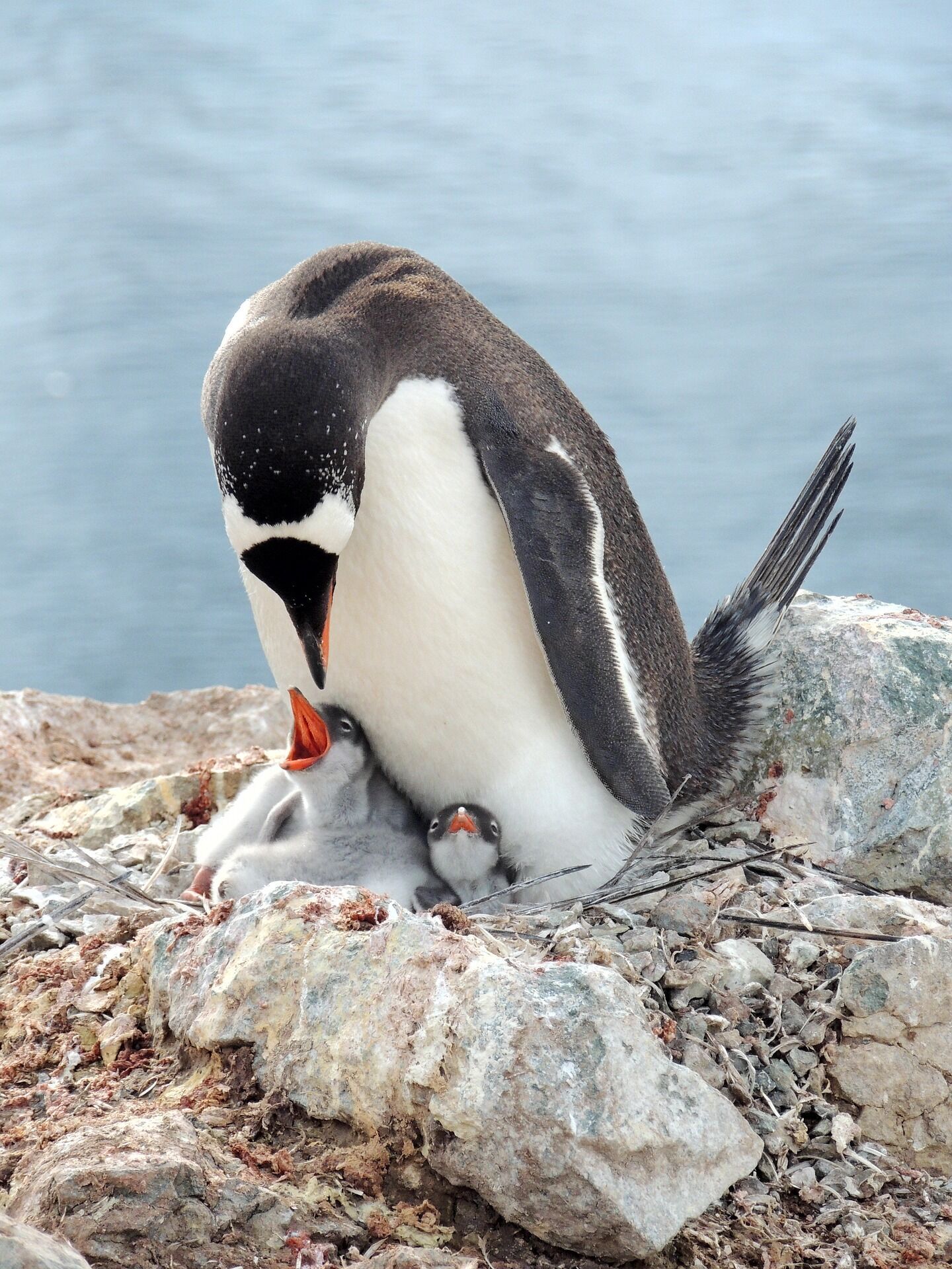 Не летают, но потрясающе плавают: 5 любопытных фактов о пингвинах
