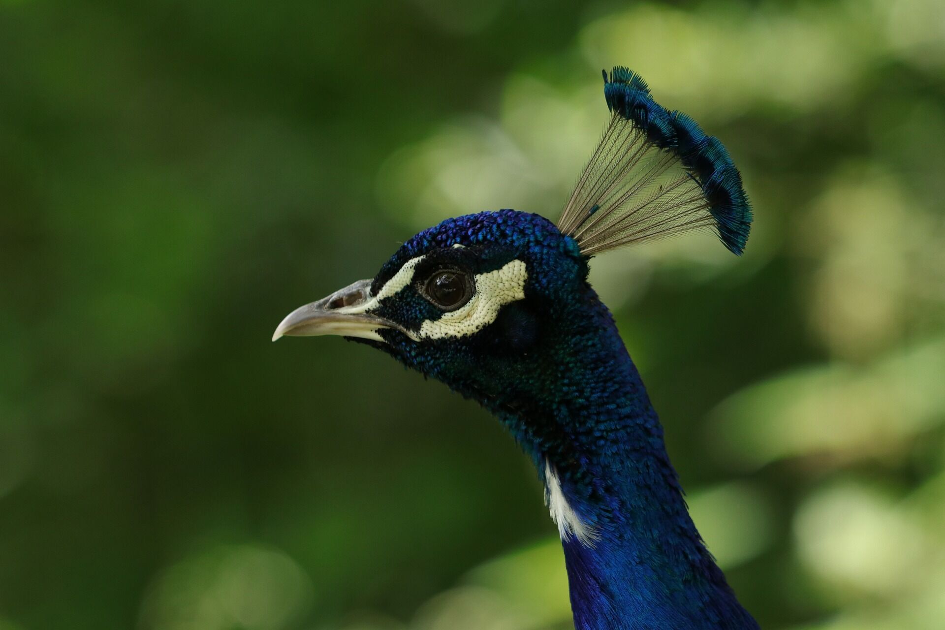 Все, что вы не знали о павлинах: 4 интересных факта об этой удивительной птице