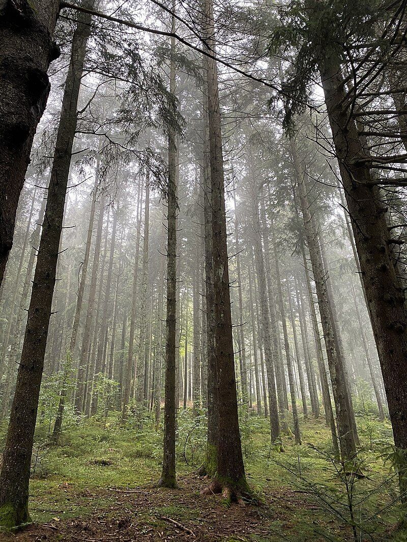Моторошні ліси, про які складали легенди та де бачили привидів