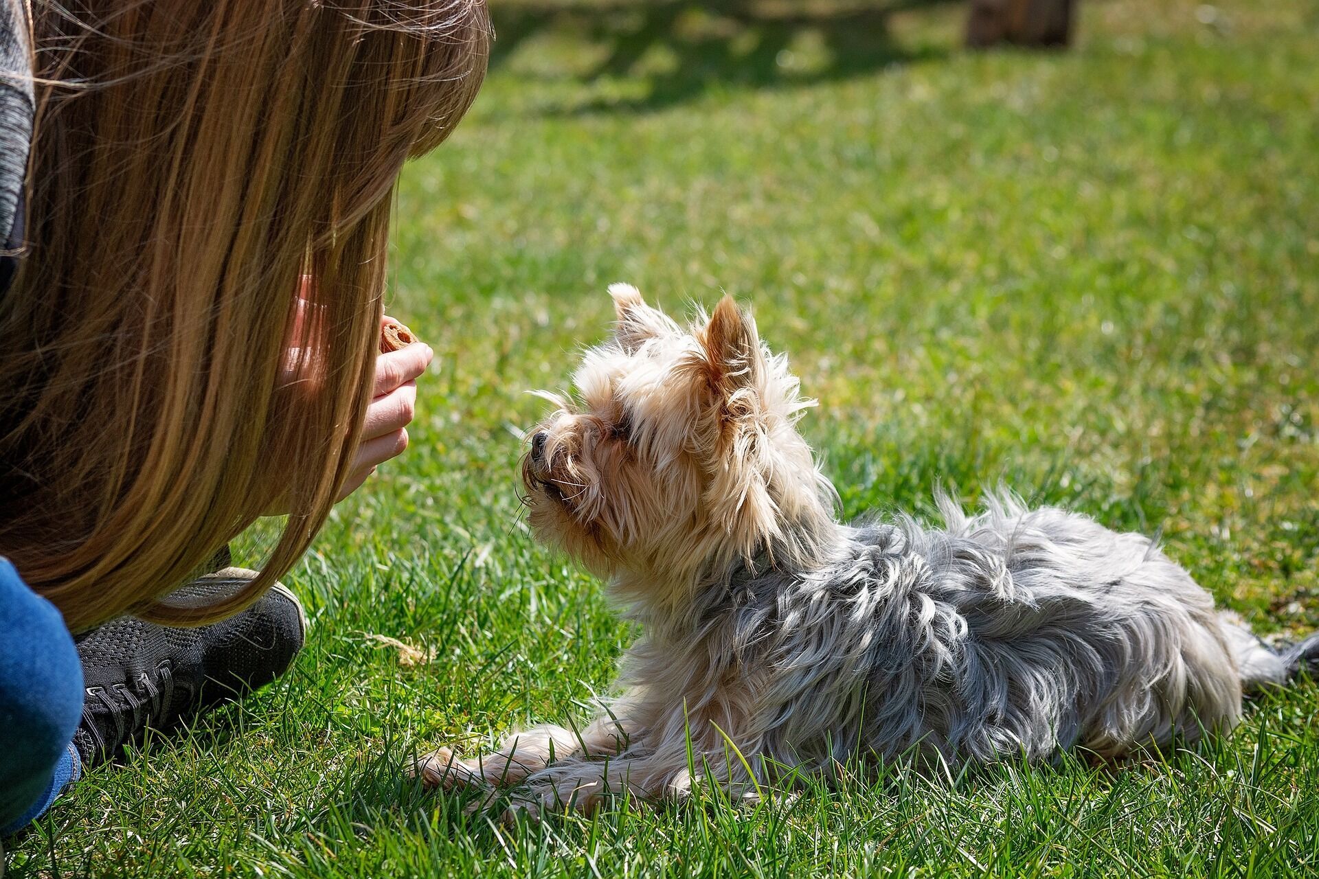 Як правильно виховати собаку: 5 найпоширеніших помилок у дресируванні вихованців