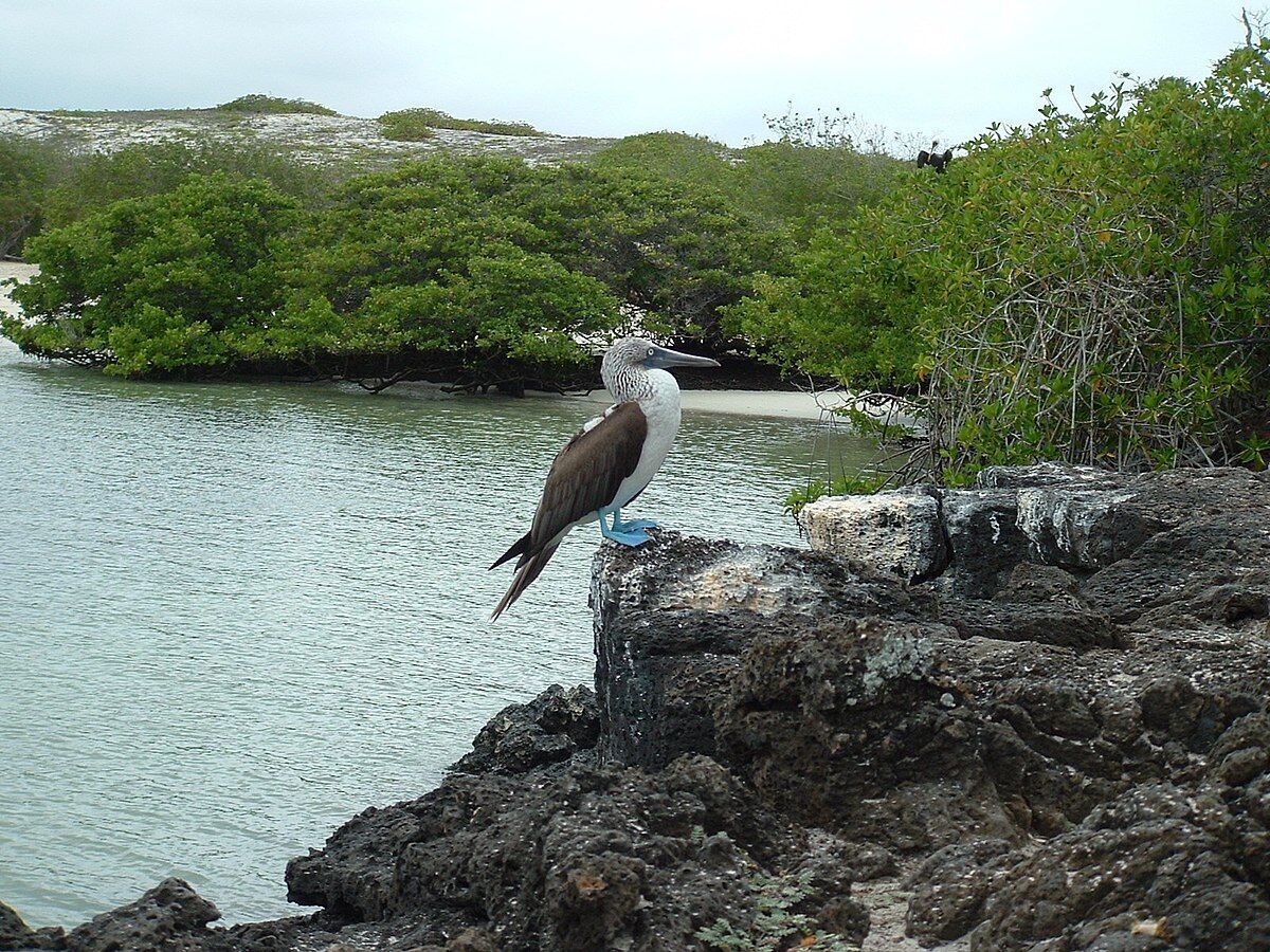 Галапагосские Острова: путешествие к дикой природе и подводным чудесам