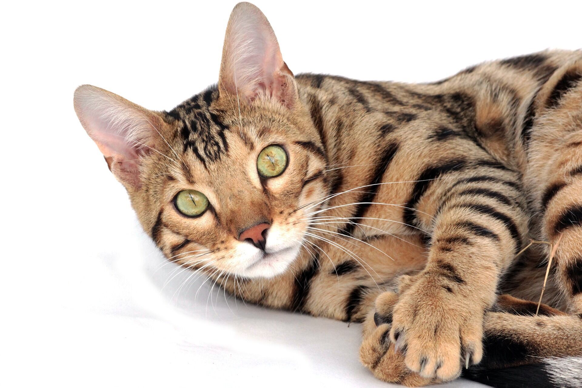 Самые популярные в мире кошки: 5 пород, которые всегда в моде