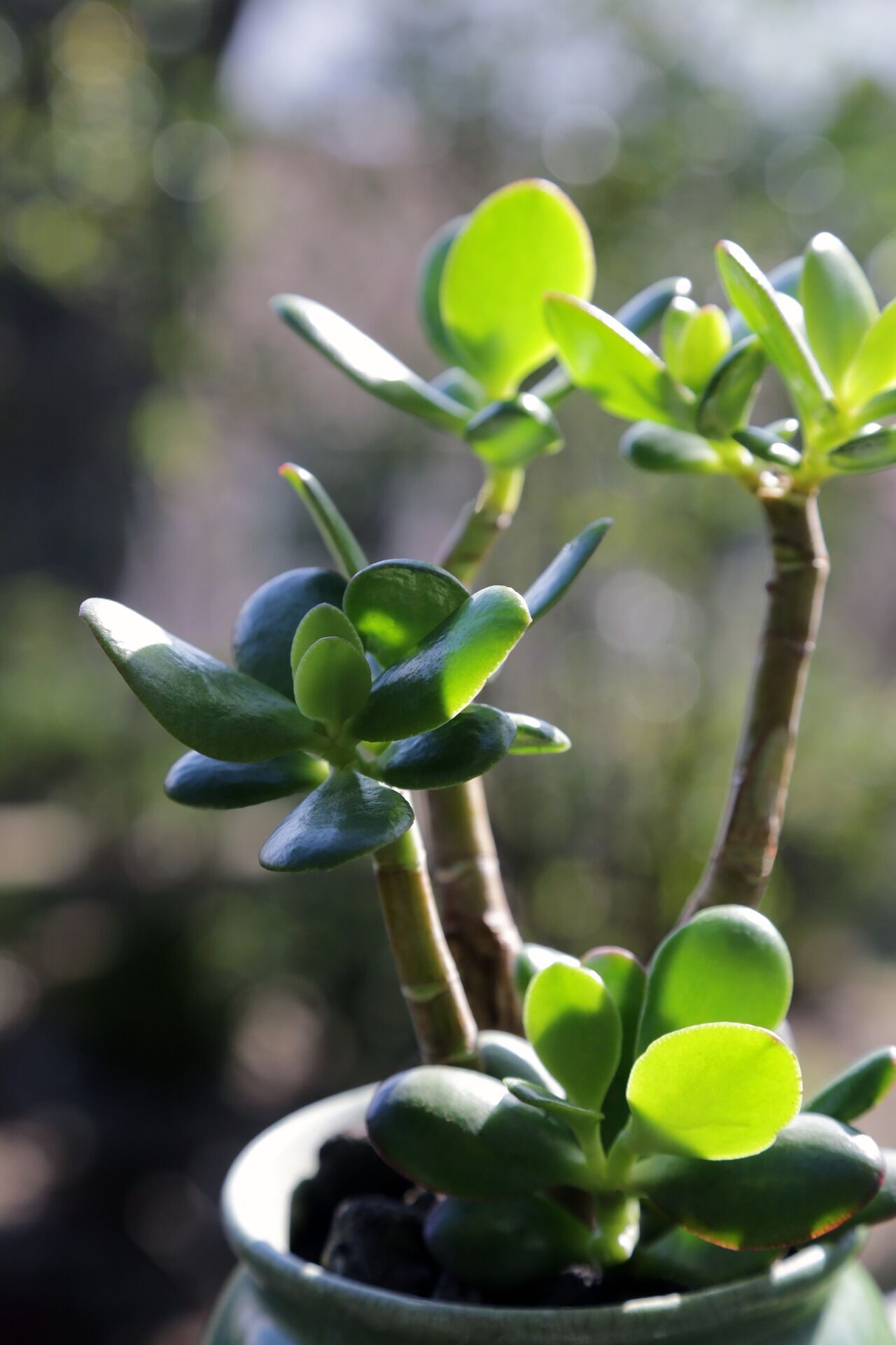 Приносят удачу и деньги: 5 растений по фэн-шуй для гармонизации жизненного пространства