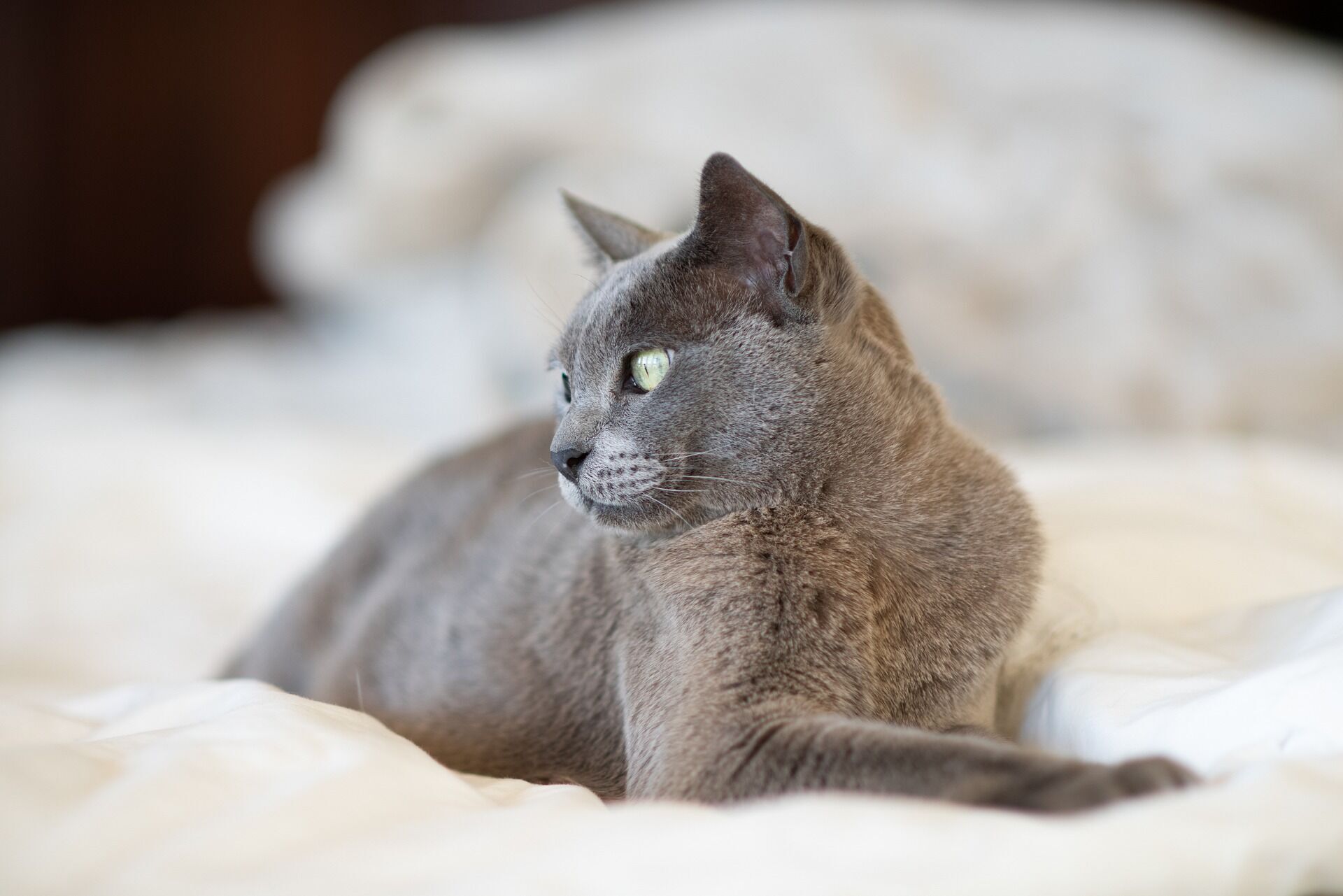 Кмітливі, цікаві та доброзичливі: 10 найрозумніших котячих порід