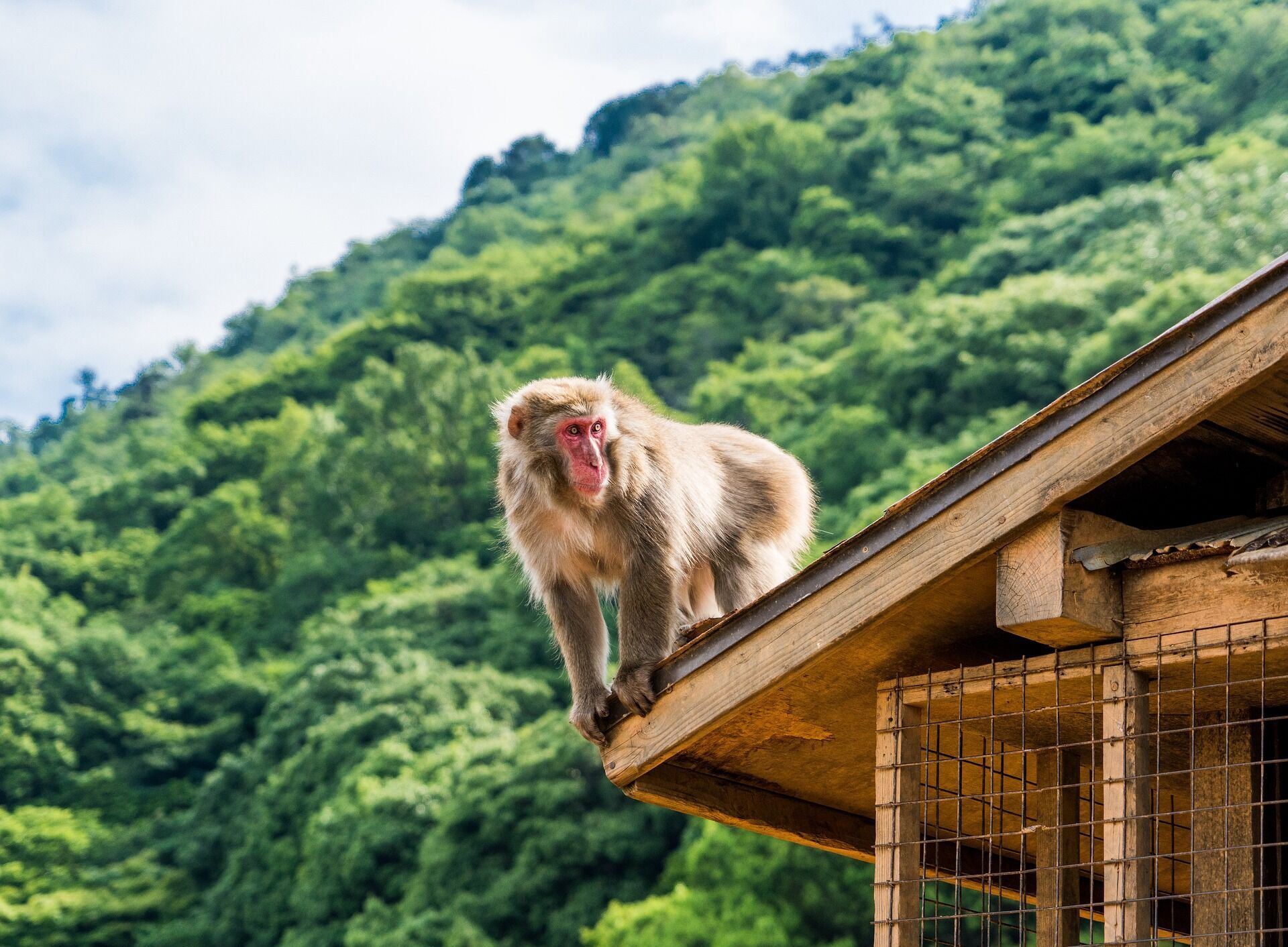 Найспокійніше місце в Кіото: бамбуковий гай в Арасіямі, храми та мальовнича річка