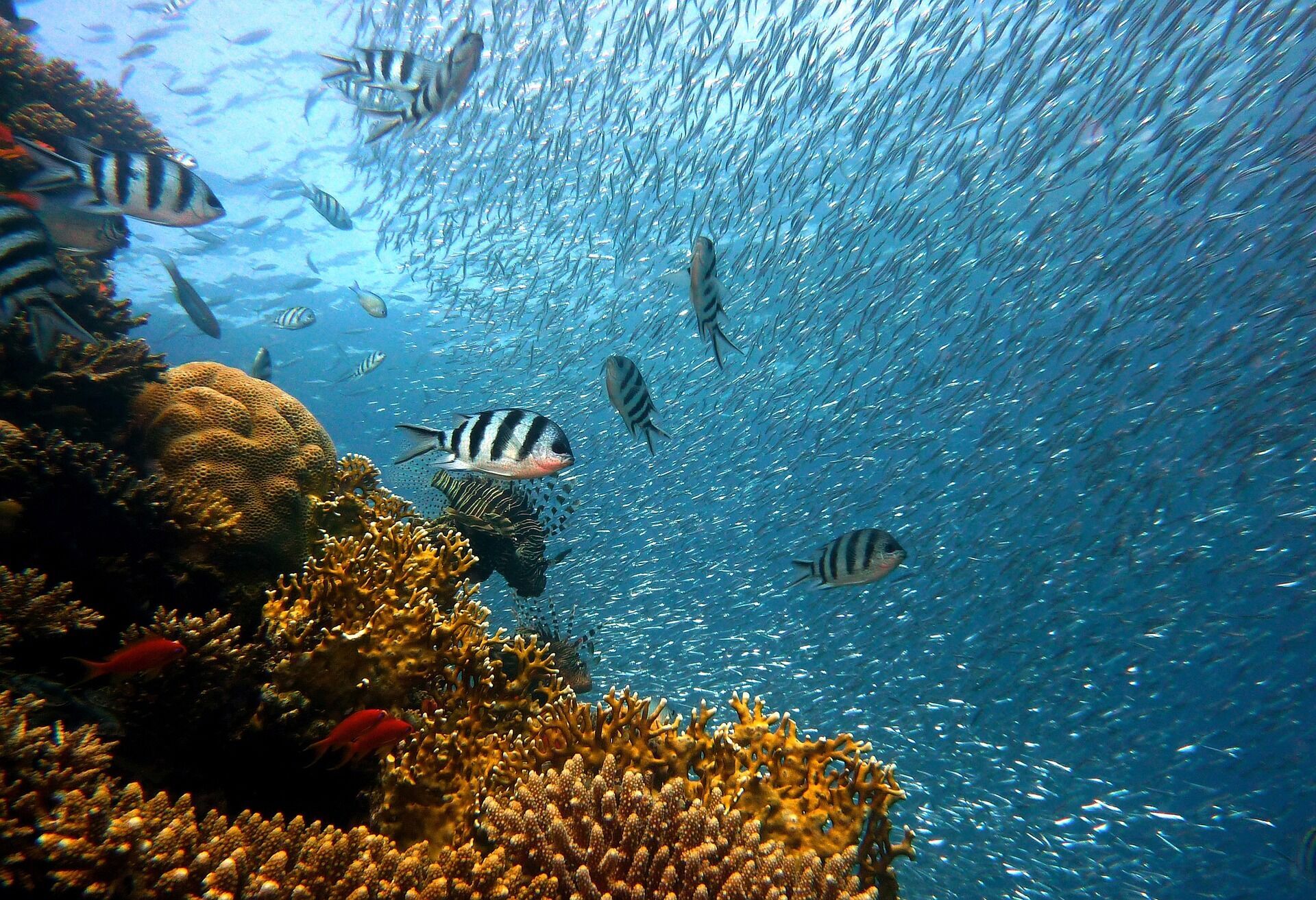 Все чудеса коралловых атоллов: краткий путеводитель по подводному миру Мальдивских островов 