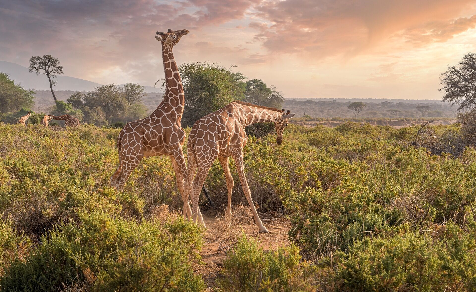 Дикая природа и комфортный отдых: лучшие места для сафари в Ботсване