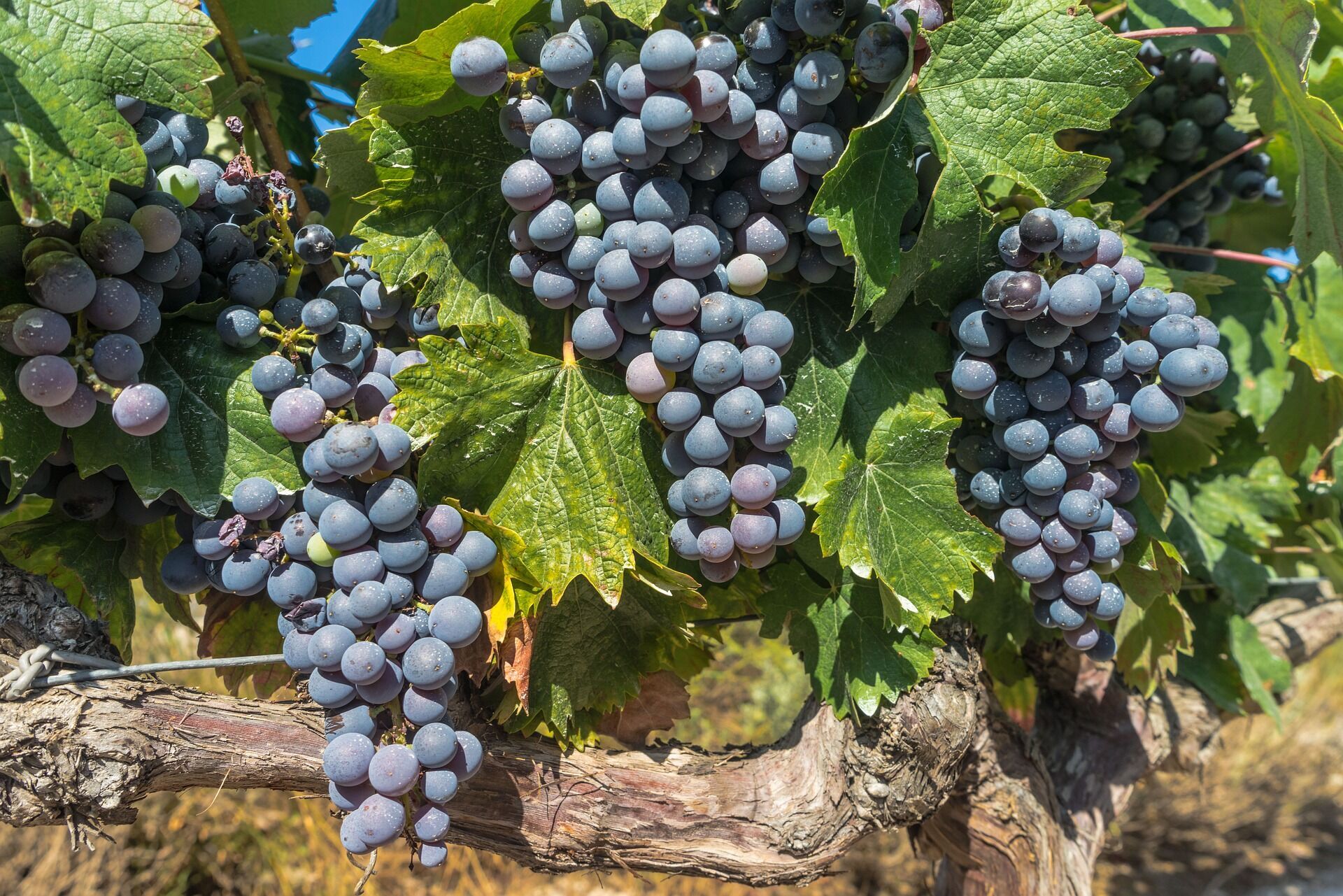 Как во Франции делают элитное вино: экскурсия по лучшим виноградникам и поместьям Бордо