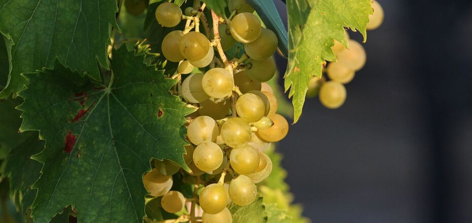 Як підготувати виноград до зимівлі