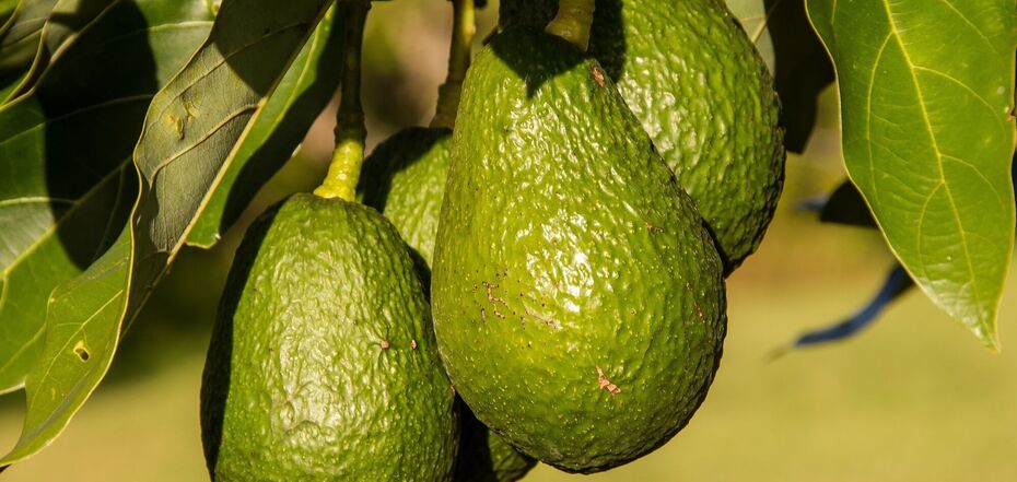 Поради щодо вирощування авокадо у своєму саду