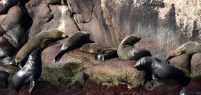 В Уругваї стався мор тюленів і морських левів: загинули сотні тварин