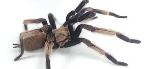 У Таїланді знайшли новий вид тарантула, який зачаровує своїм кольором. Фото