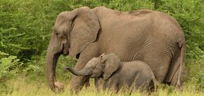 В Індії почали застосовувати вогняні кулі проти слонів: захисники тварин обурені. Фото