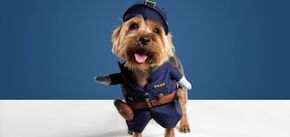 Жахливий політ: пасажири вимагають компенсацію через собаку у літаку