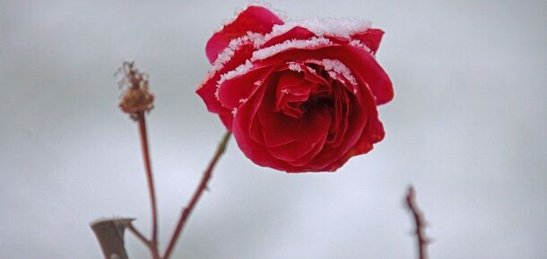 Як правильно підготувати троянди до зими: чотири корисні поради