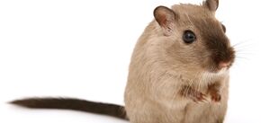 Правда і міфи про мишей: що люблять гризуни і чого вони найбільше бояться