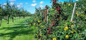 Как создать плодородный огород: 6 полезных советов