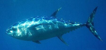 В Британії біля узбережжя Дорсета помітили рідкісного блакитного тунця. Фото