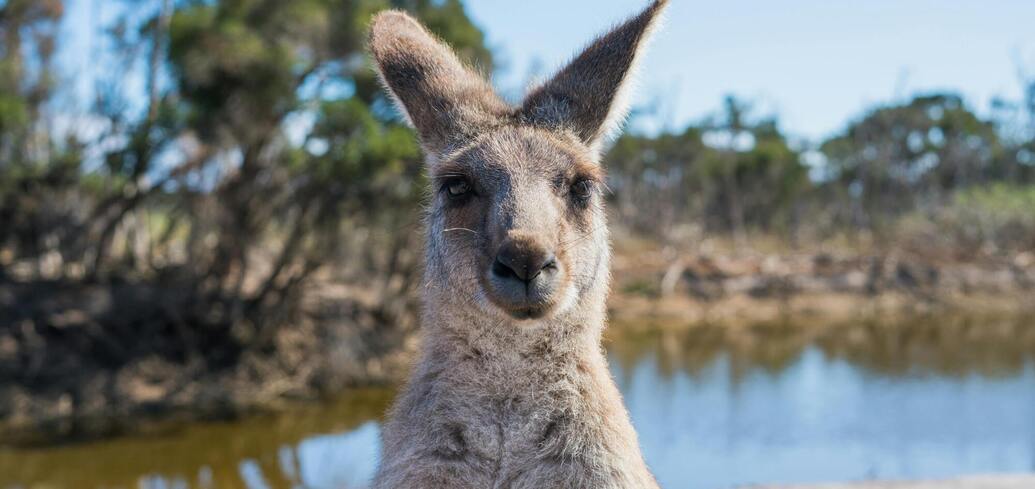 Пять фактов о кенгуру