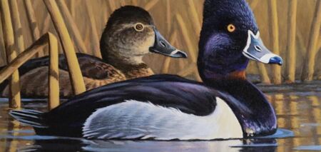 Оголошено переможця конкурсу марок водоплавних птахів Міннесоти 2024