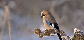 Як птахи виживають узимку і що їм допомагає пережити холодну погоду