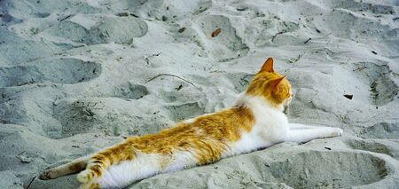 Чому кішки люблять ходити на пляж? Пояснення вас здивує