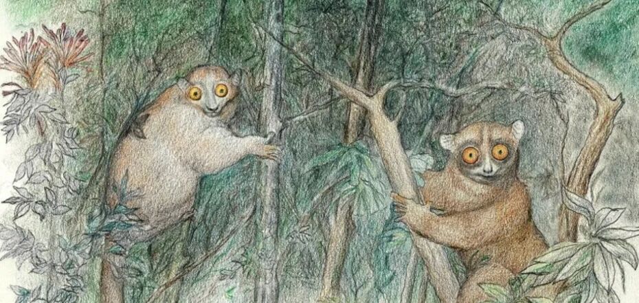 В США обнаружены два новых вида древних приматов: они напоминают лемуров