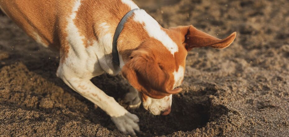 Что делать, чтобы собака не рыла ямы